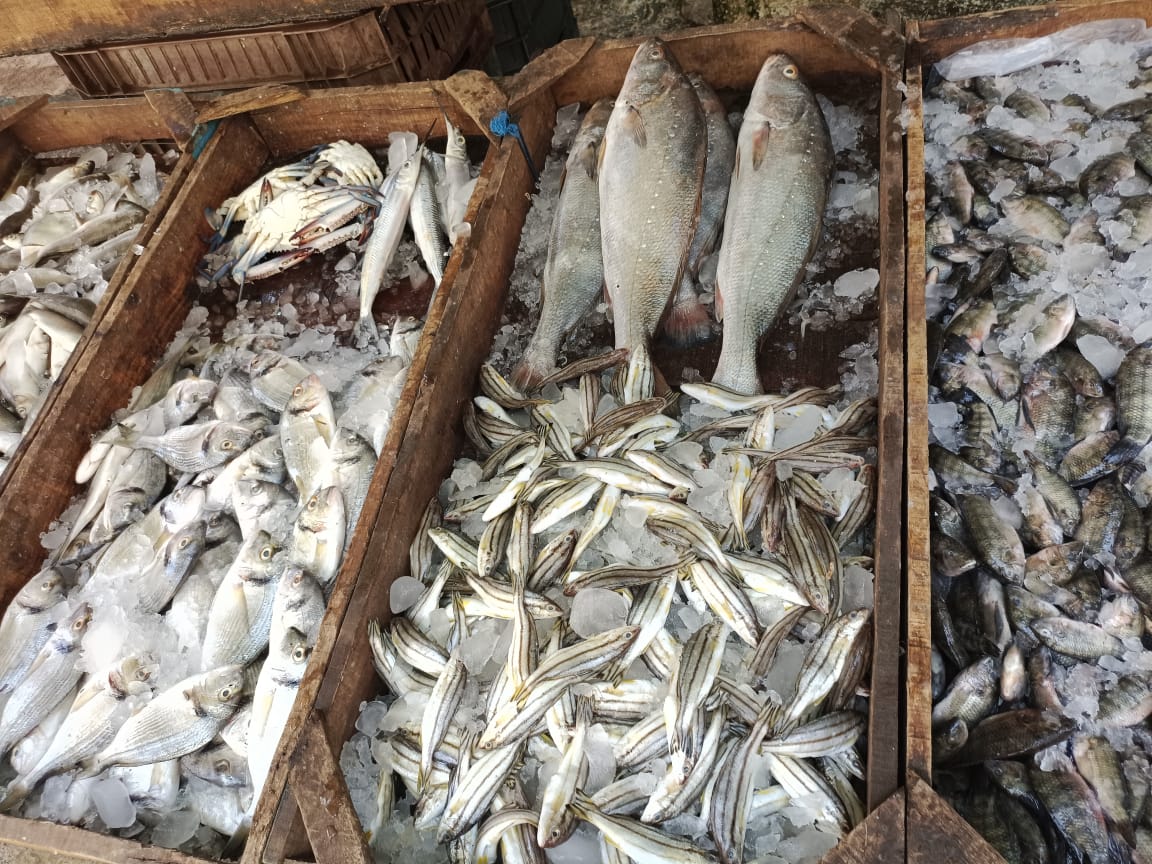  انخفاض أسعار الأسماك بالإسماعيلية (7)