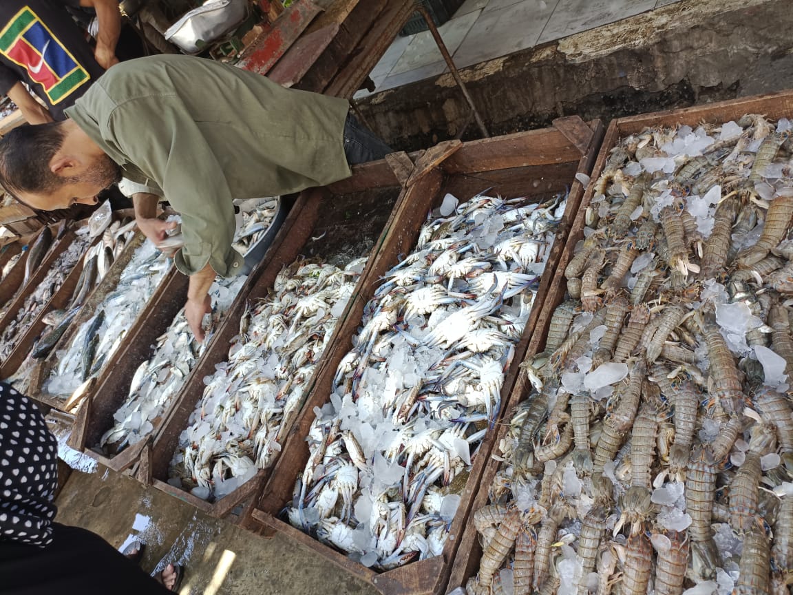  انخفاض أسعار الأسماك بالإسماعيلية (9)
