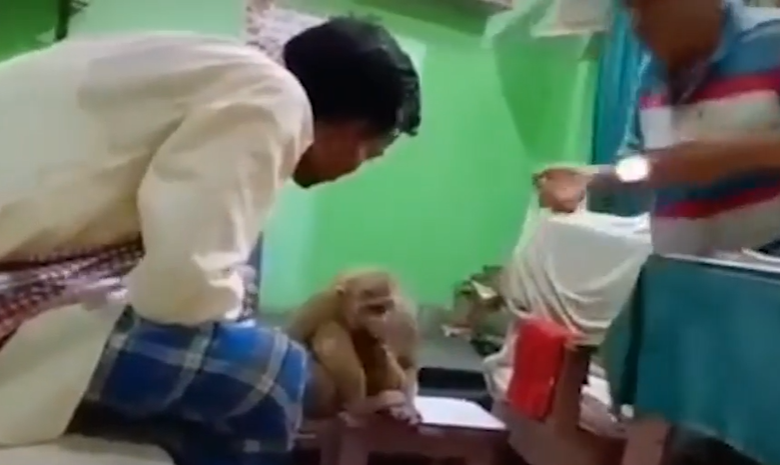 فحص القرد