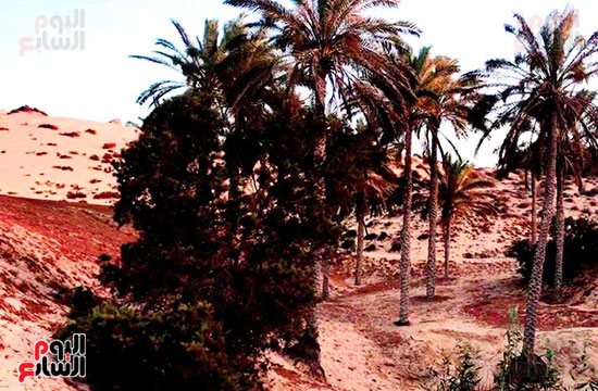 سحر-الطبيعة-البكر-فى-سيناء-(12)