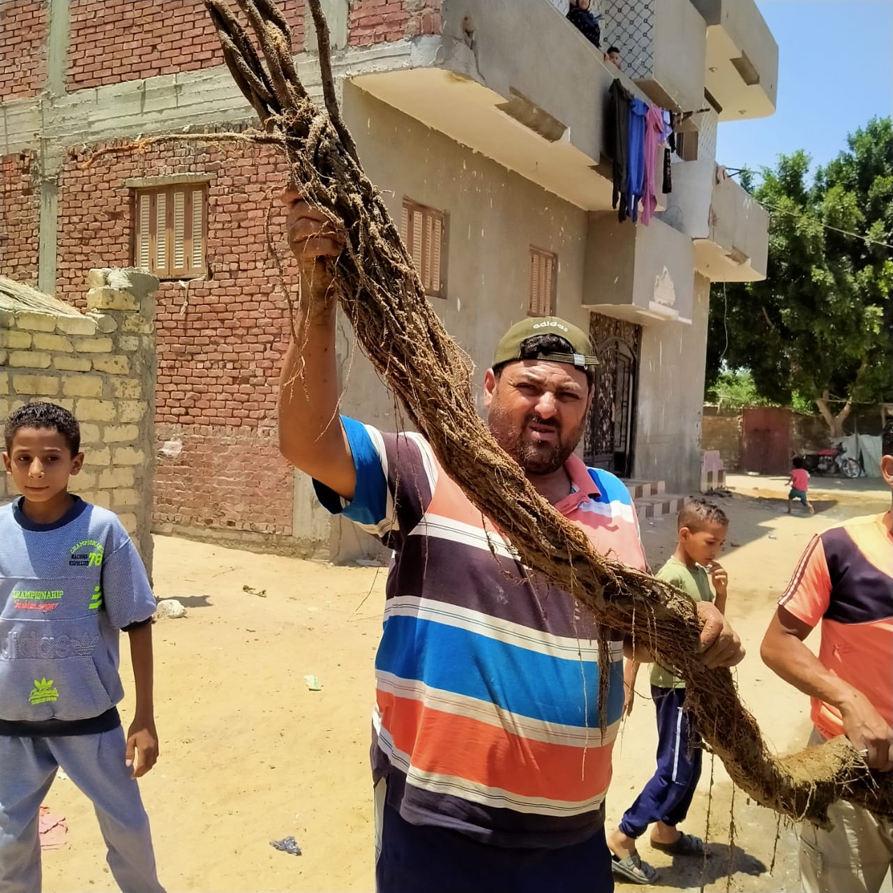 استخراج الاشجار من المواسير