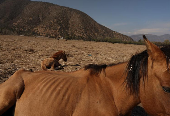 الخيول الهزيلة ترقد في موقع بحيرة أكوليو الجافة في باين في سانتياغو