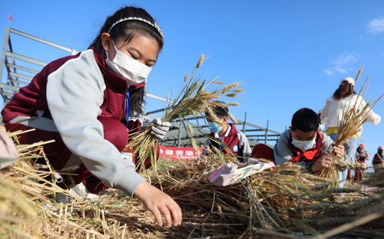مشاركة طلاب مدارس الصين حصاد القمح