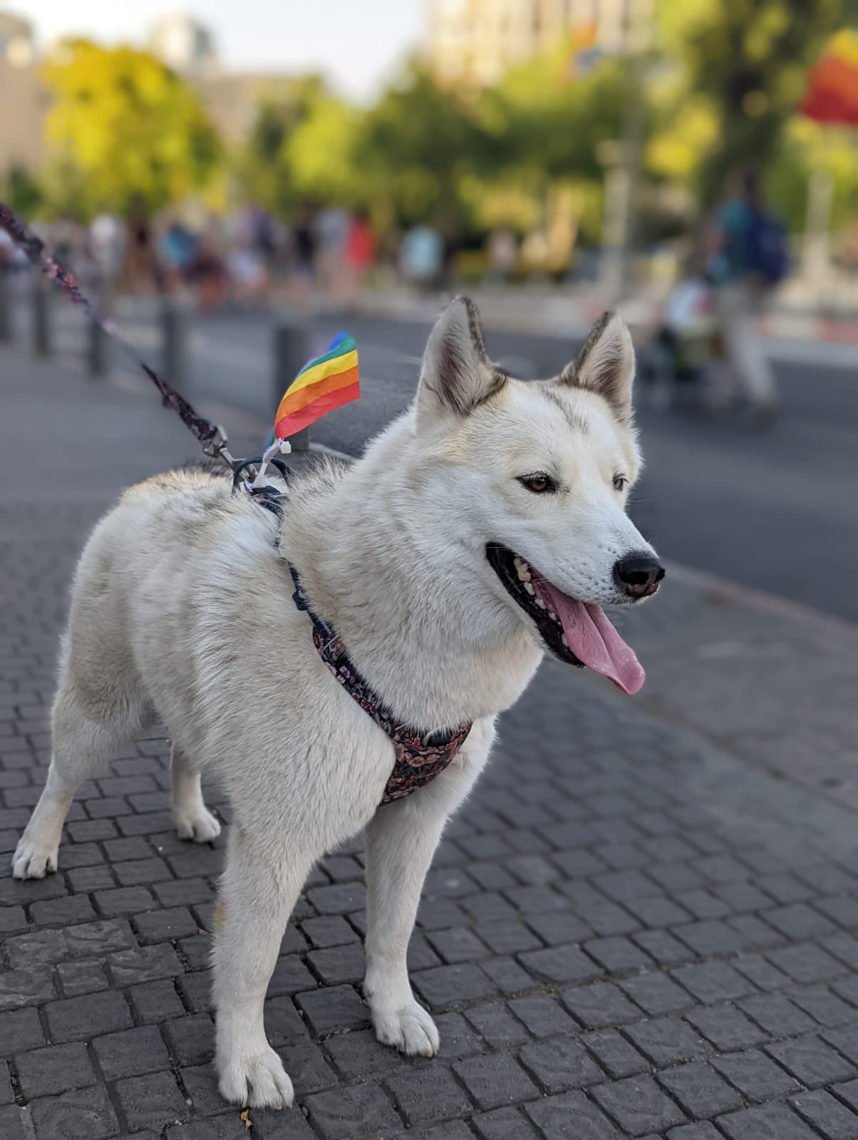 مسيرة المثليين في شوارع القدس المحتلة