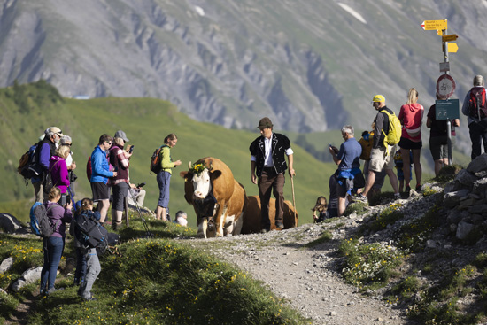 رحلة رعاة البقر فى سويسرا