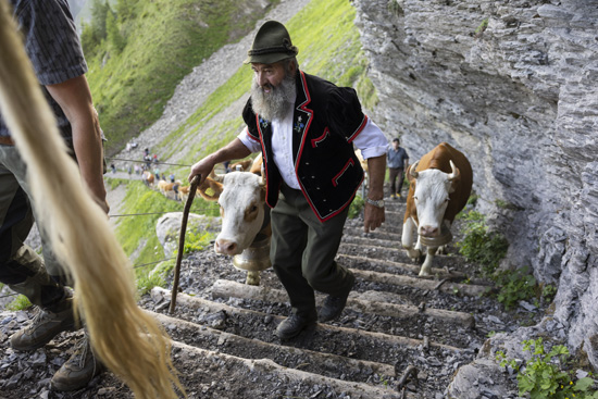 رعاة البقر فى سويسرا