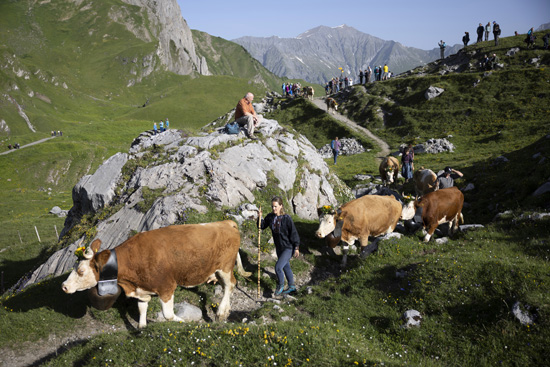 تسلق الأبقار للجبال