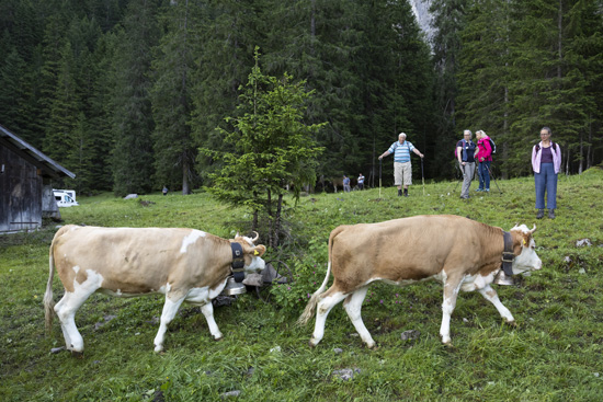 رحلة أبقار سويسرا