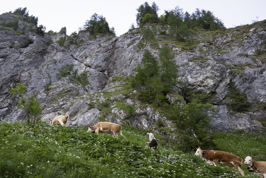 الأبقار فى جبال سويسرا