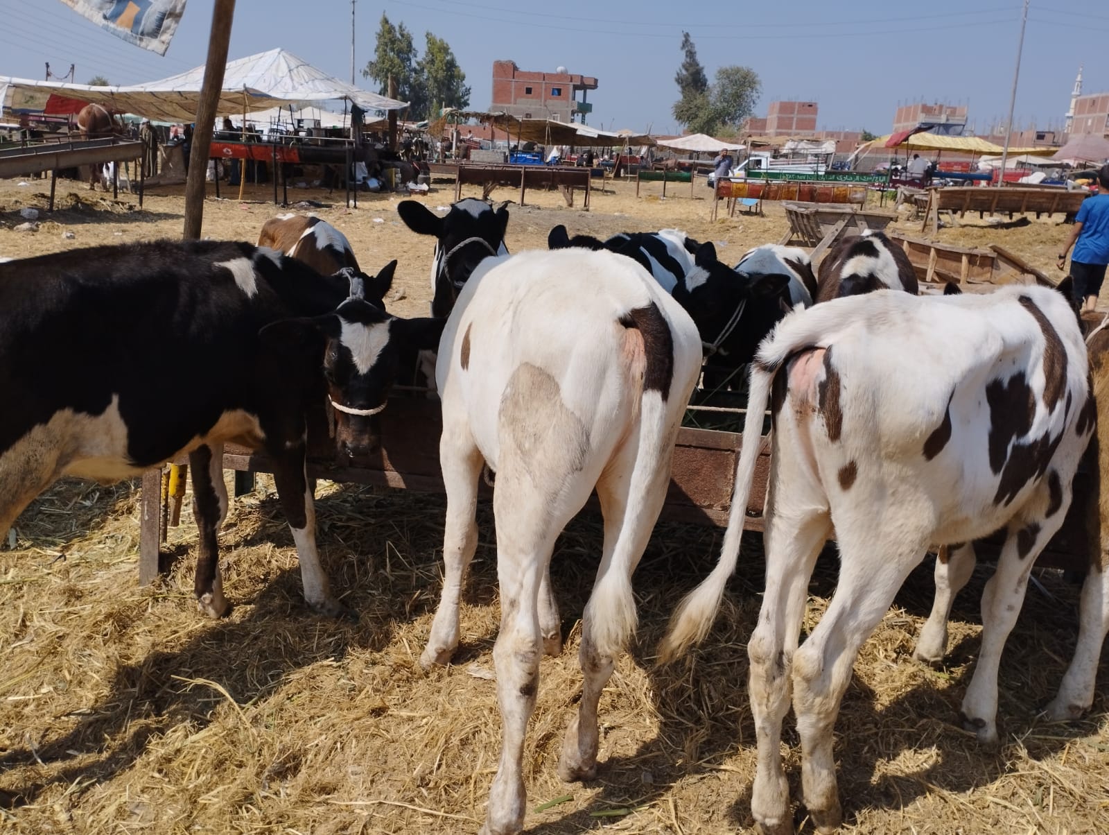 البقرة الأناية بسوق المواشى  (2)