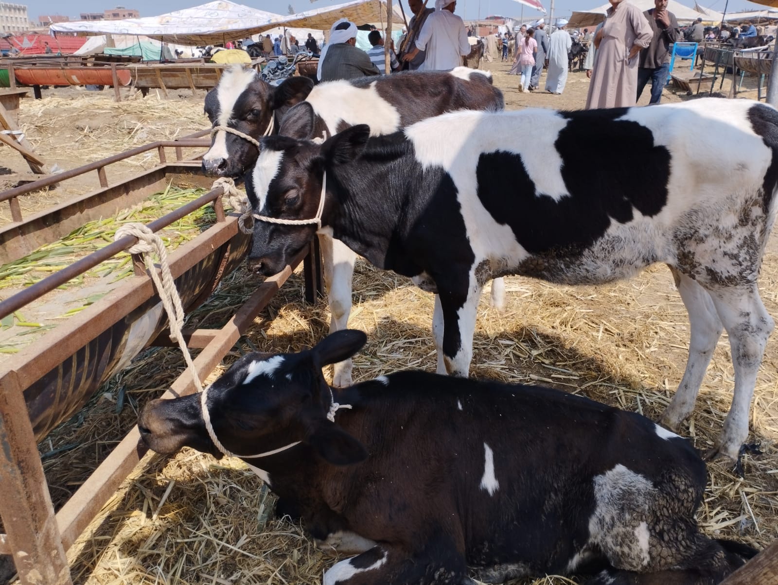 البقرة الأناية بسوق المواشى  (3)