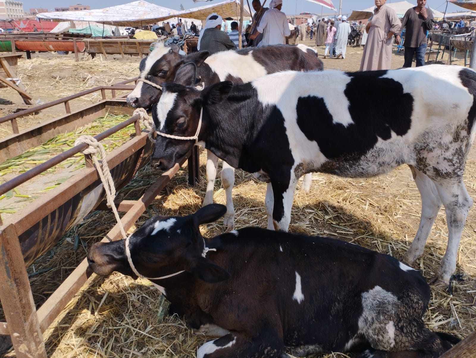 البقرة الأناية بسوق المواشى  (1)