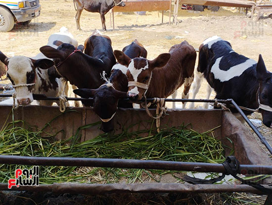 أبقار-البحيرة-تزين-سوق-المواشي-بالشرقية--(3)