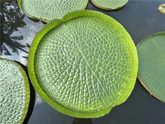 شكل بديع من نبات نباتات فيكتوريا الأمازون