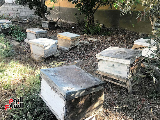 مشروعات-تربية-النحل_ مشروعات-تربية-النحل_