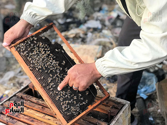 انتاج-العسل انتاج-العسل