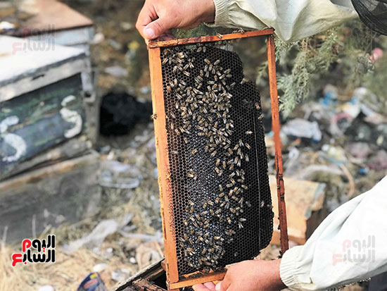 من-خلايا-النحل_ من-خلايا-النحل_