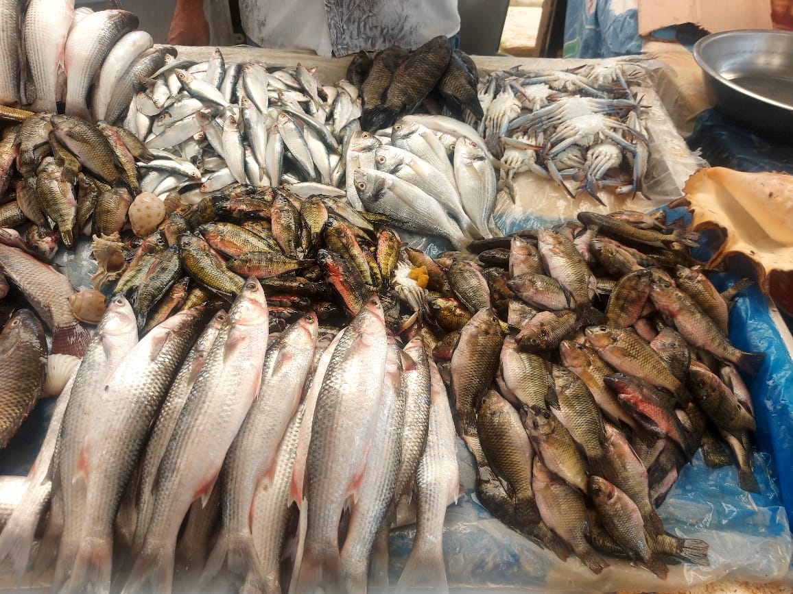 سوق سمك الإسماعيلية (4)