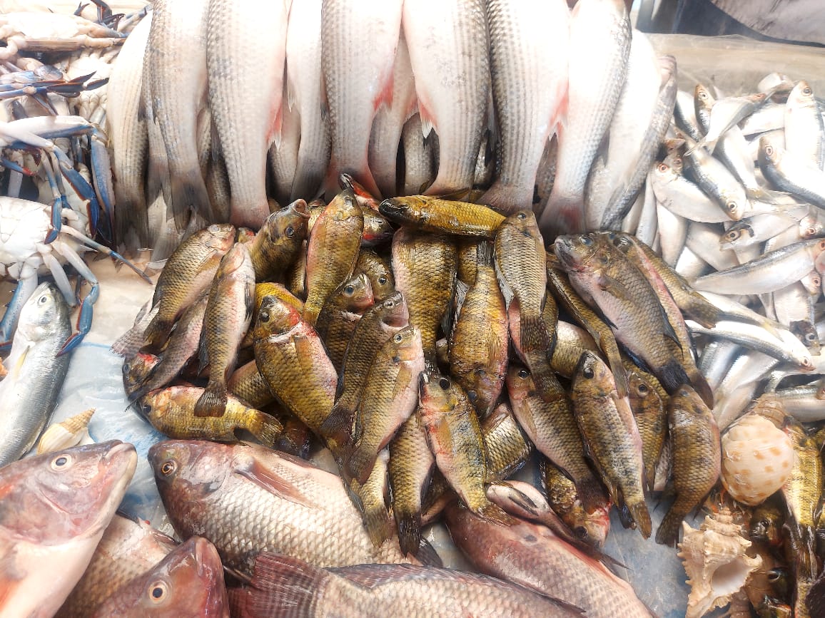 سوق سمك الإسماعيلية (6)