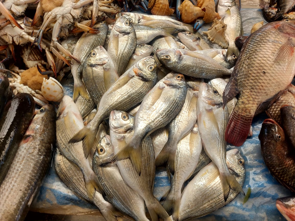 سوق سمك الإسماعيلية (7)