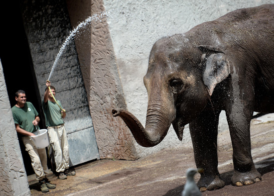 استخدام المياه فى تلطيف درجات حرارة الفيل
