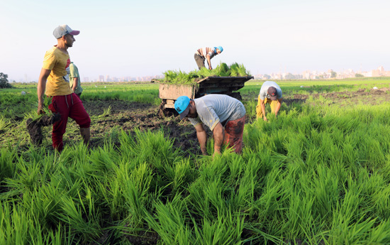 زراعة الأرز فى الحقول