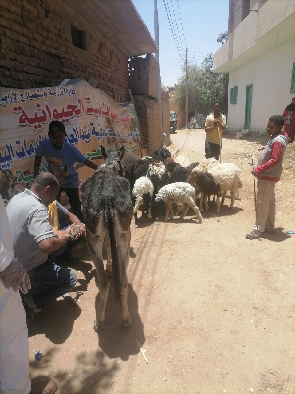 تقديم العلاج وفحص 647 حيوان فى قافلة بيطرية بقرية القليعي  (5)