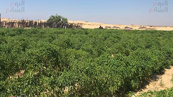 الفلفل الشطة إنتاج مزارع شمال سيناء ريحة وقوة حرقان (12)