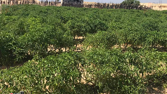 الفلفل الشطة إنتاج مزارع شمال سيناء ريحة وقوة حرقان (11)