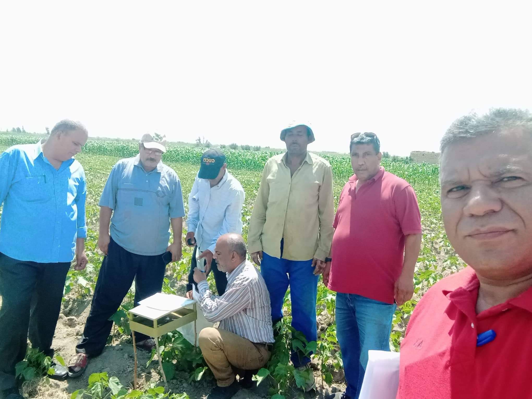 متابعة يومية لزراعات القطن والذرة والمحاصيل الصيفية بالقنطرة شرق بالإسماعيلية (2)
