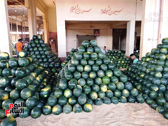 أهرامات البطيخ بسوق الجملة ببنها