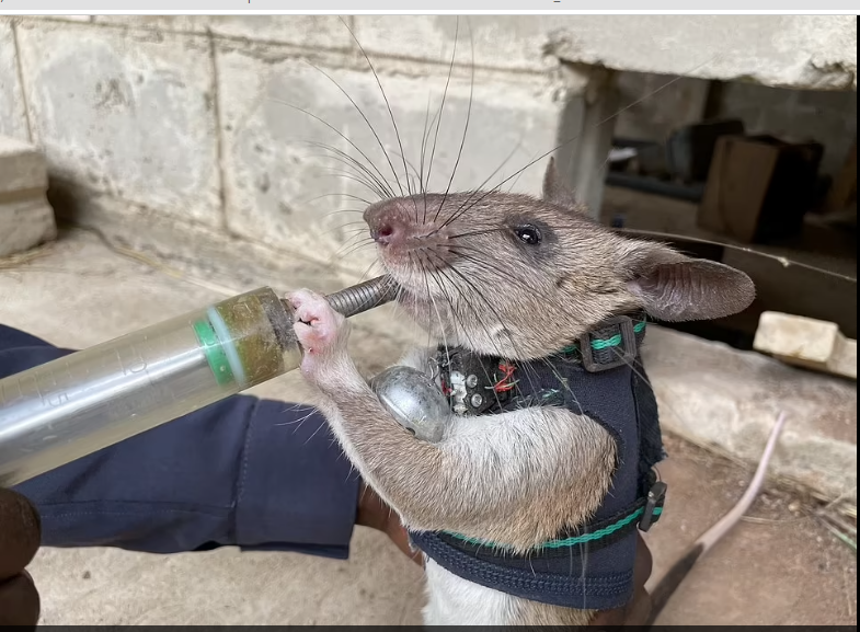 تدريب الفئران