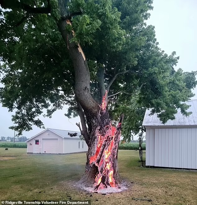 شجرة تحترق من الداخل