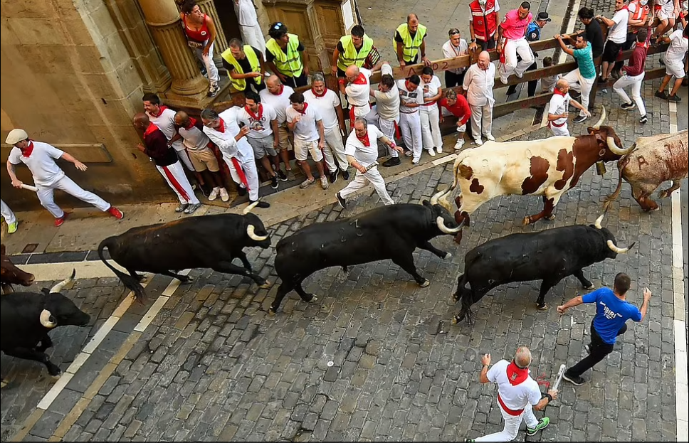 الثيران في شوارع اسبانيا