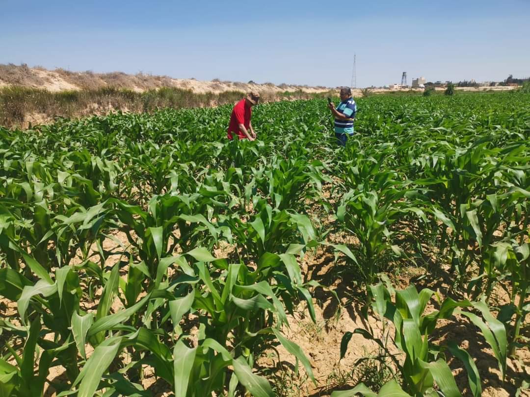 رش محصول الذرة الشامية ببرج العرب لمكافحة الدودة الخضراء (1)