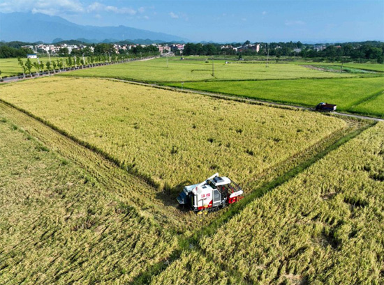 حصاد الأرز فى الصين (4)