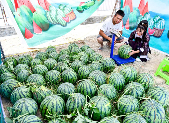 محصول البطيخ فى الصين (11)