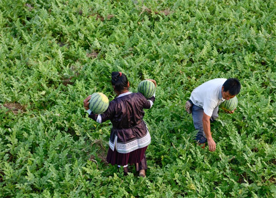 محصول البطيخ فى الصين (2)