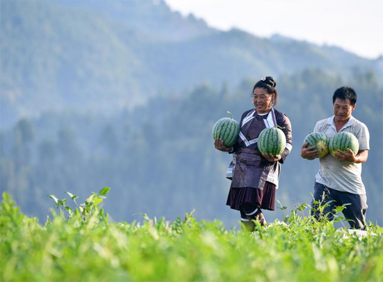 محصول البطيخ فى الصين (10)