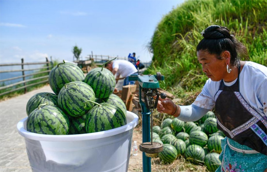 محصول البطيخ فى الصين (3)