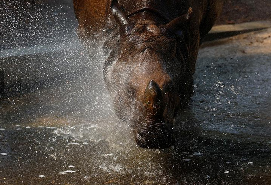 رش وحيد قرن هندي بالماء خلال الموجة الحارة في مدريد