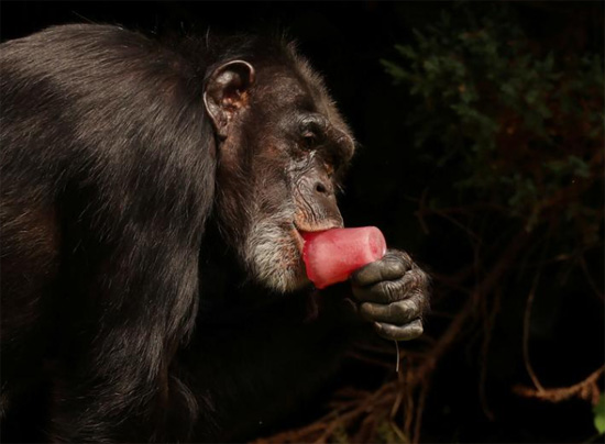 شمبانزي يمتص قطعة من الثلج افي حديقة حيوان تشيستر