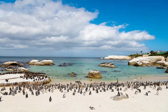 شاطئ بولدرز جنوب إفريقيا