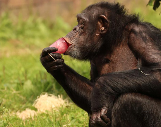 شمبانزي يأكل قطعة من الثلج