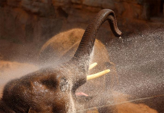 فيل آسيوي يبرد تحت رذاذ الماء في حديقة حيوان بريطانيا