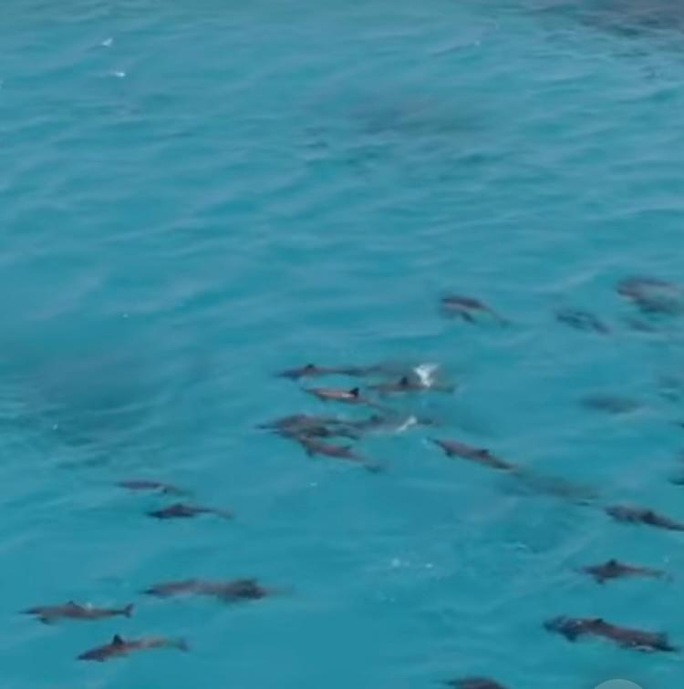 الحياة البحرية  اسراب الدلافين بالبحر الأحمر