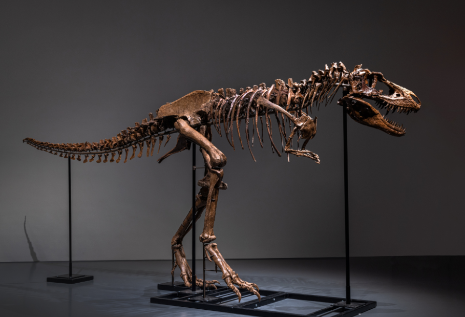جانب آخر من هيكل ديناصور جورجوصور المطروح للبيع فى مزاد