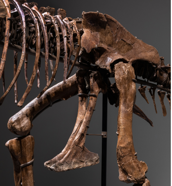 الجزء الخلفى من هيكل ديناصور جورجوصور