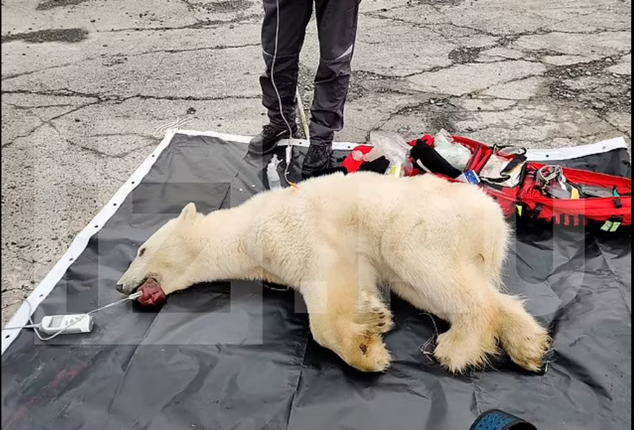 انقاذ الدب القطبي