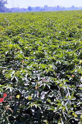 بشاير-اللؤلؤ-الأبيض-على-أرض-الشرقية-(35)